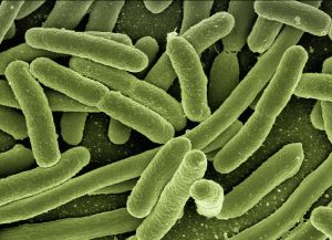 Bactéria resistente a antibióticos se espalha no Japão e gera preocupação 1