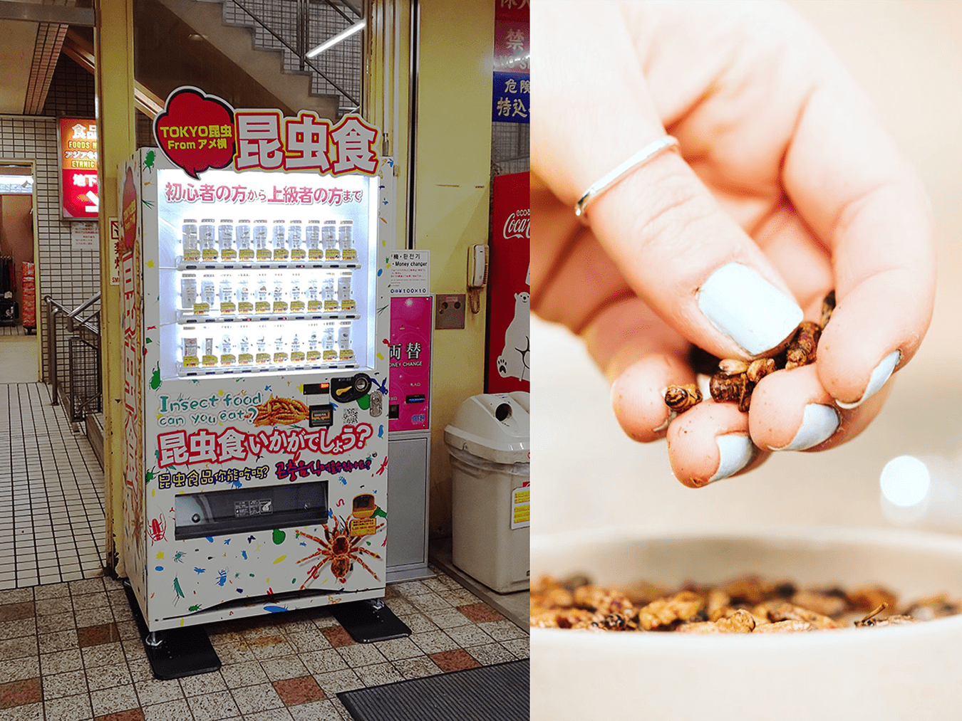 Bizarra máquina automática que vende insetos em Tóquio