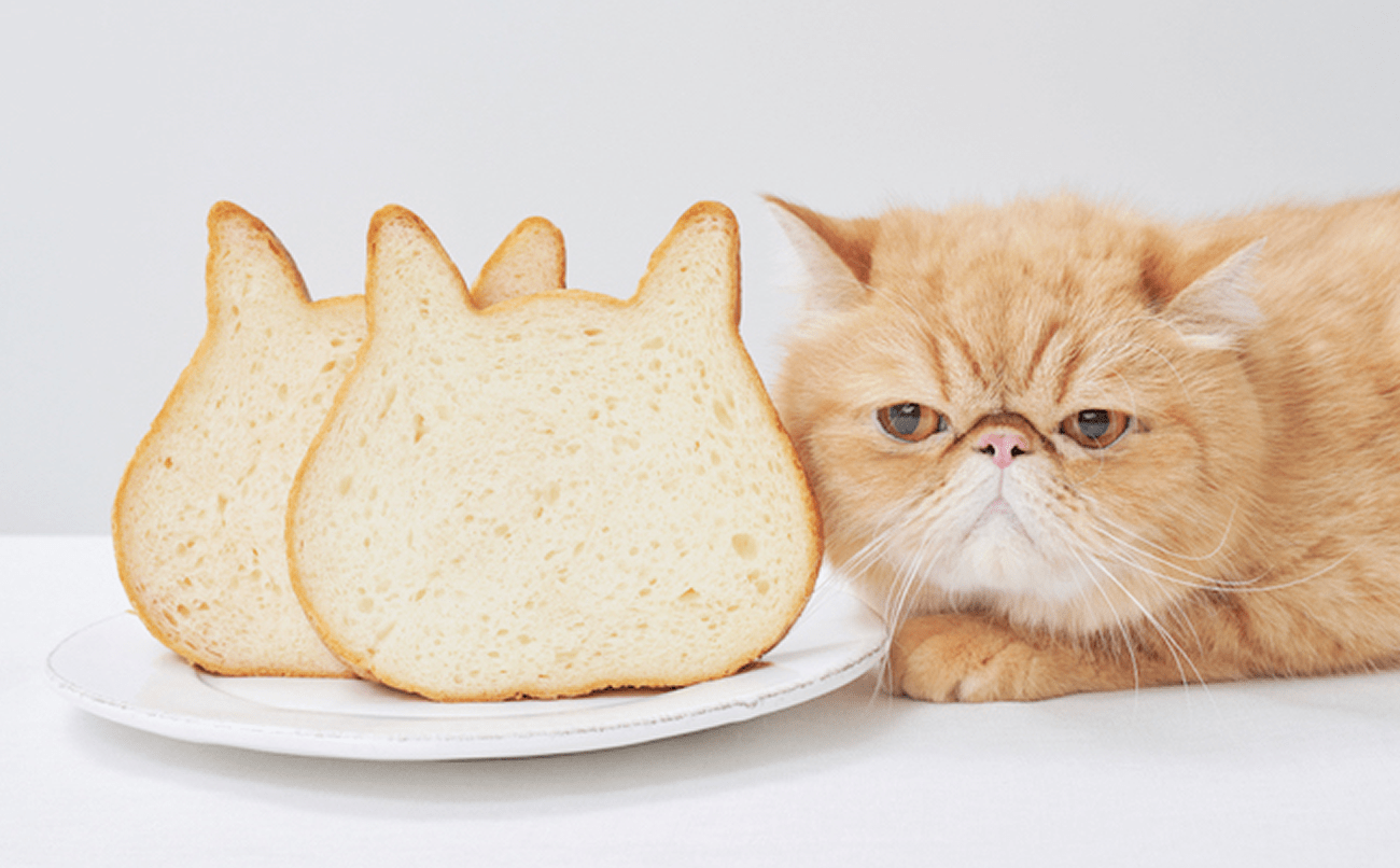 O pão em forma de gato agora pode ser encomendado on-line