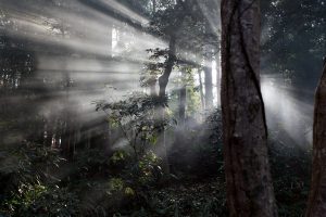 Como o Japão está usando árvores milenares para prever o futuro 2