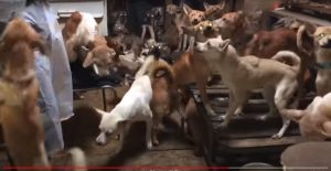 Autoridades de saúde encontram 164 cães amontoados em uma casa 1