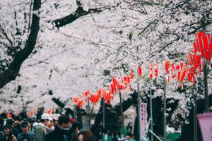 crowd walking under cherry blossoms