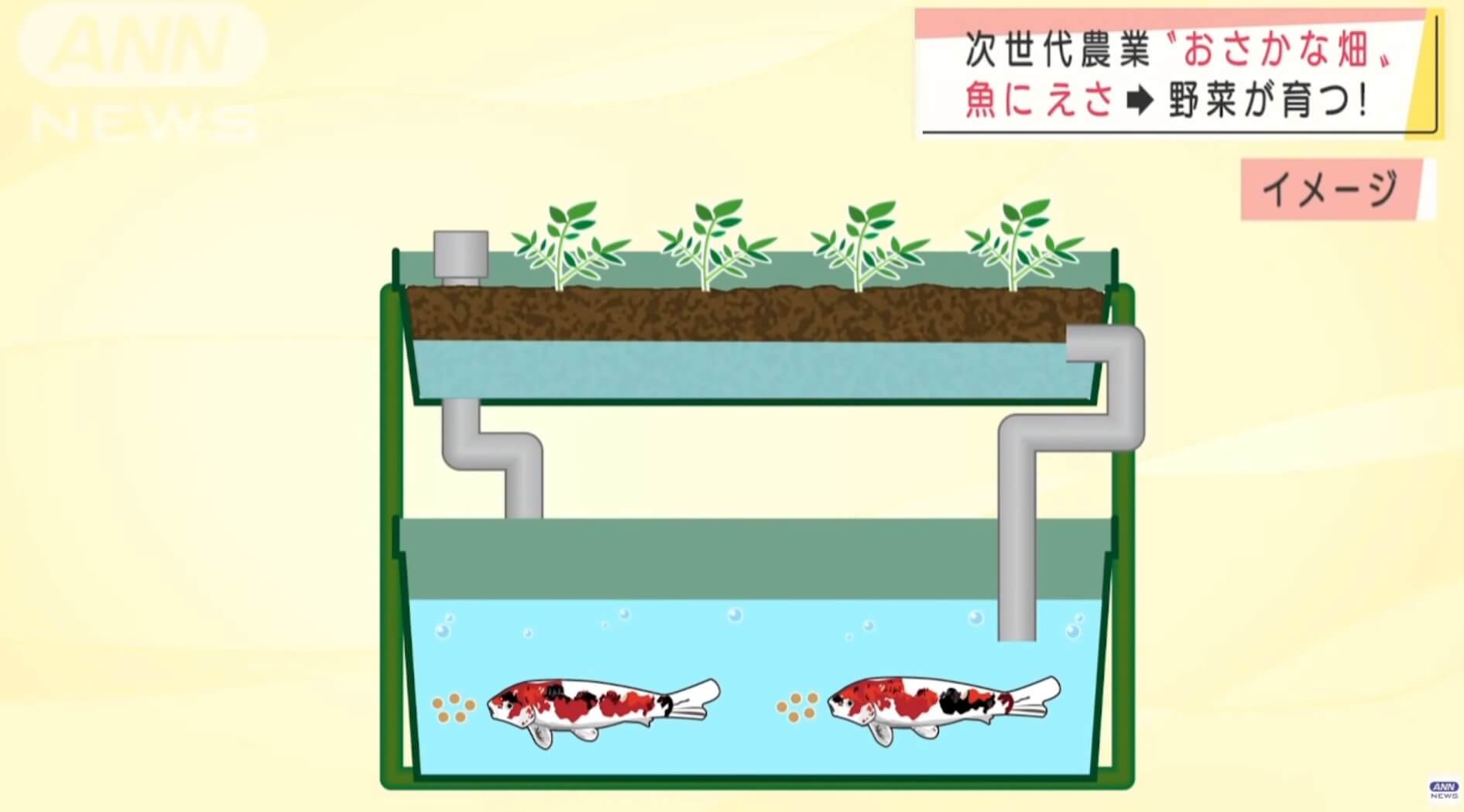 Surge o cultivo de vegetais e peixes no Japão