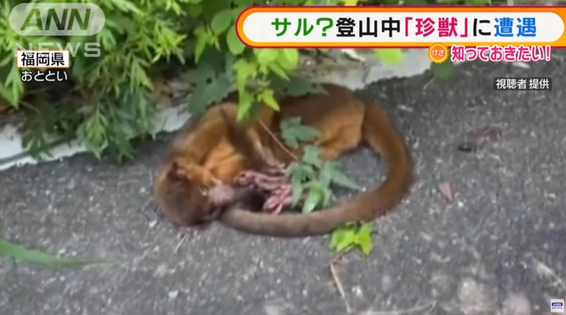 Animal raro do Brasil é encontrado no Japão