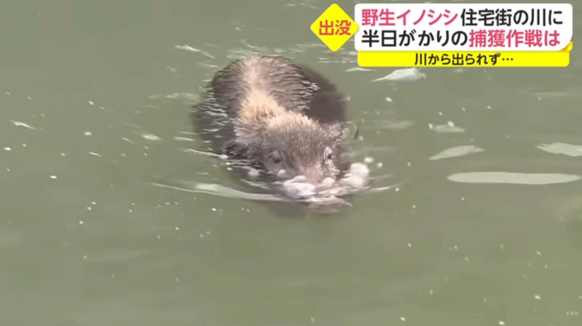 Javali é resgatado de rio em Fukuoka