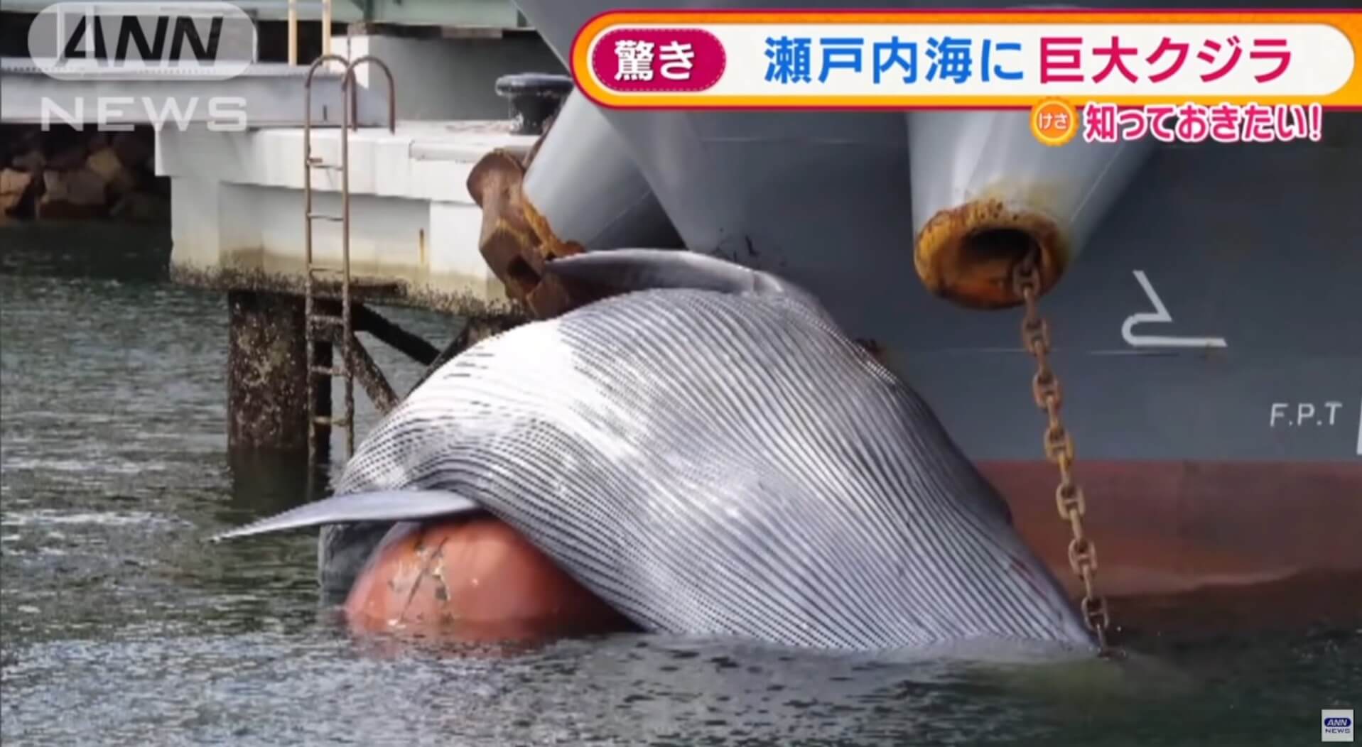 Baleia aparece pendura em proa de navio no Japão