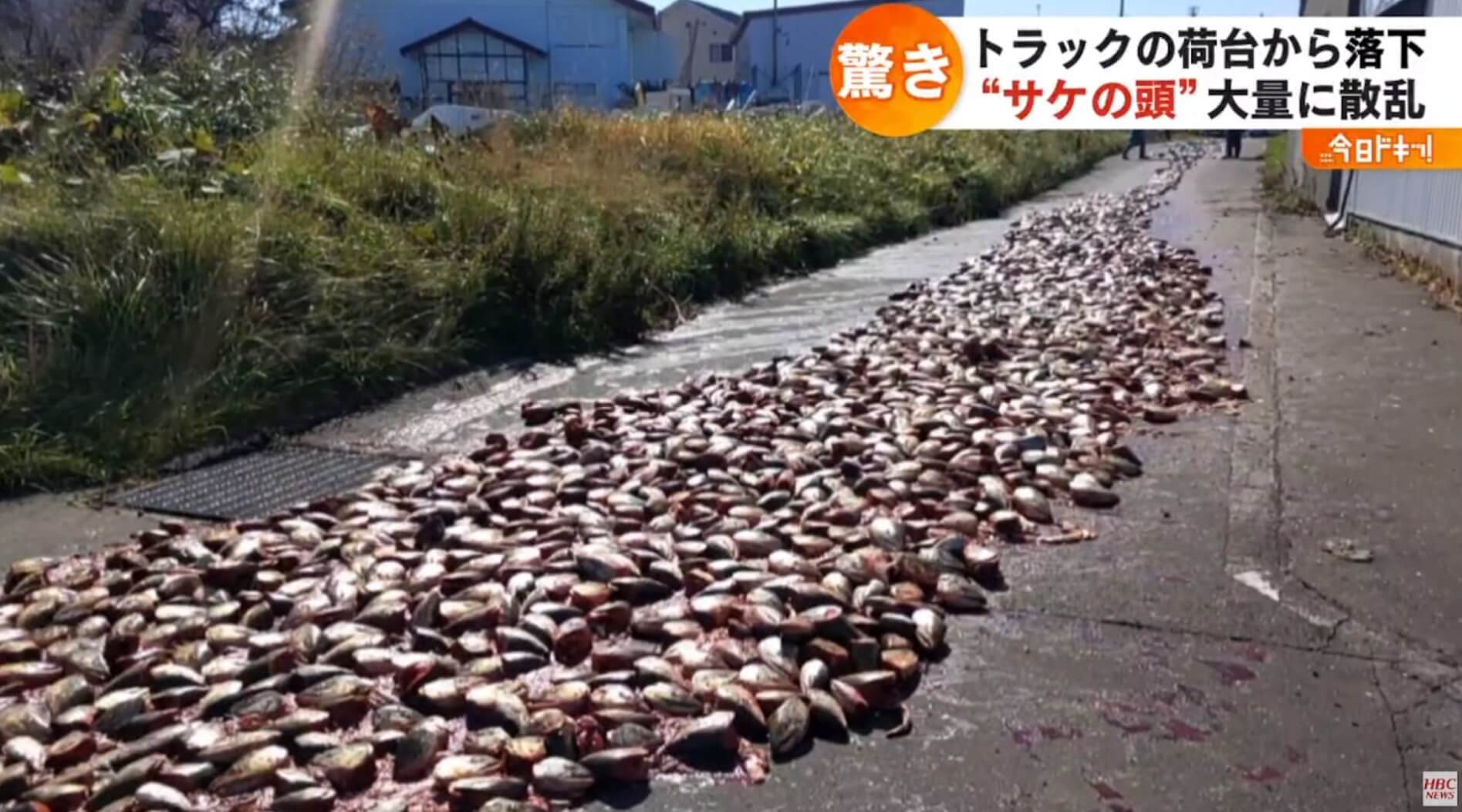 Centenas de “cabeças de salmão” aparecem em estrada de Hokkaido