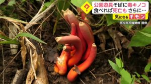 Cogumelos venenosos nascem perto de parque em Fukushima 1