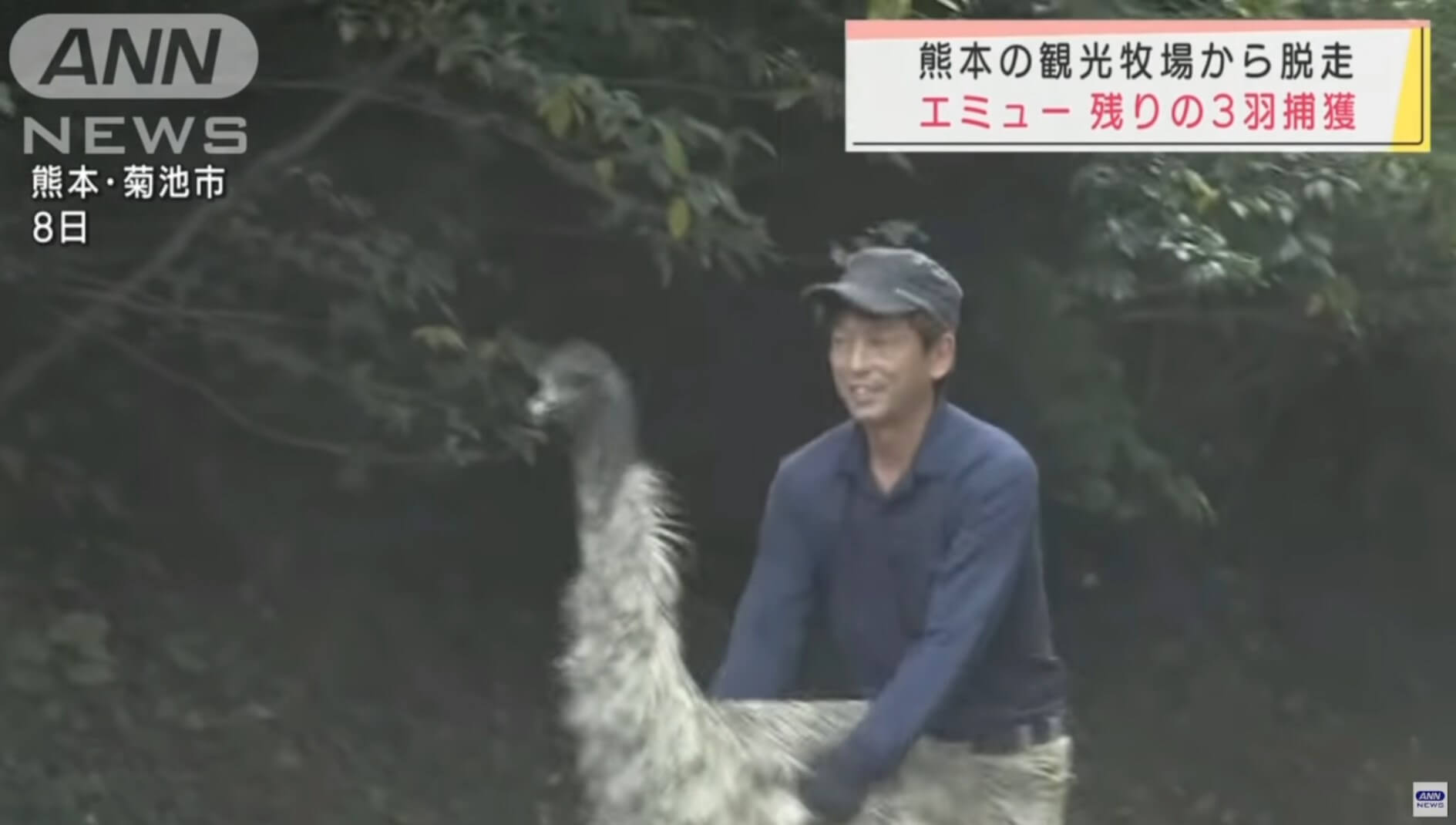 Emus fogem de rancho na província de Kumamoto