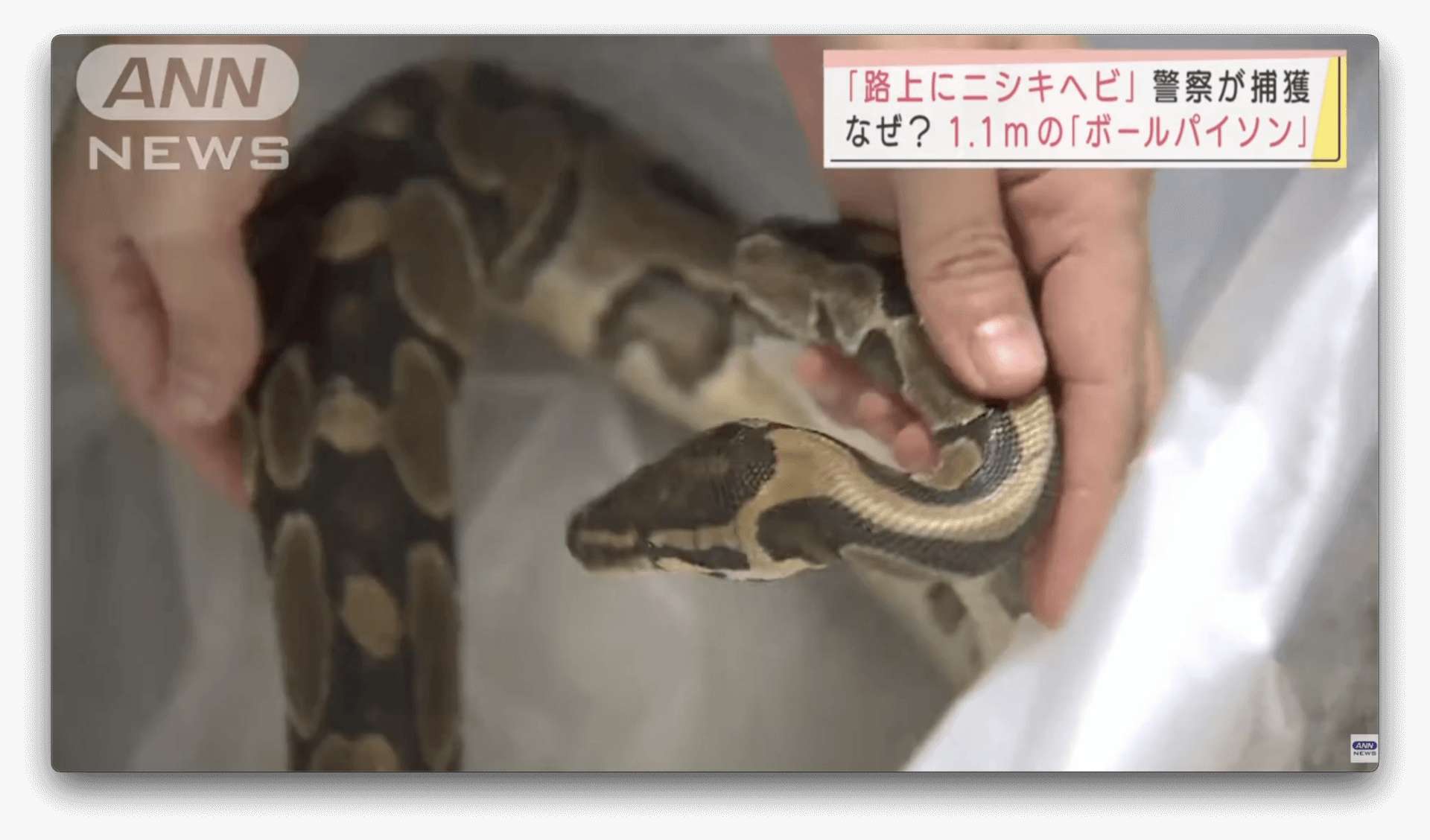 Cobra africana é encontrada durante passeio com cachorro no Japão