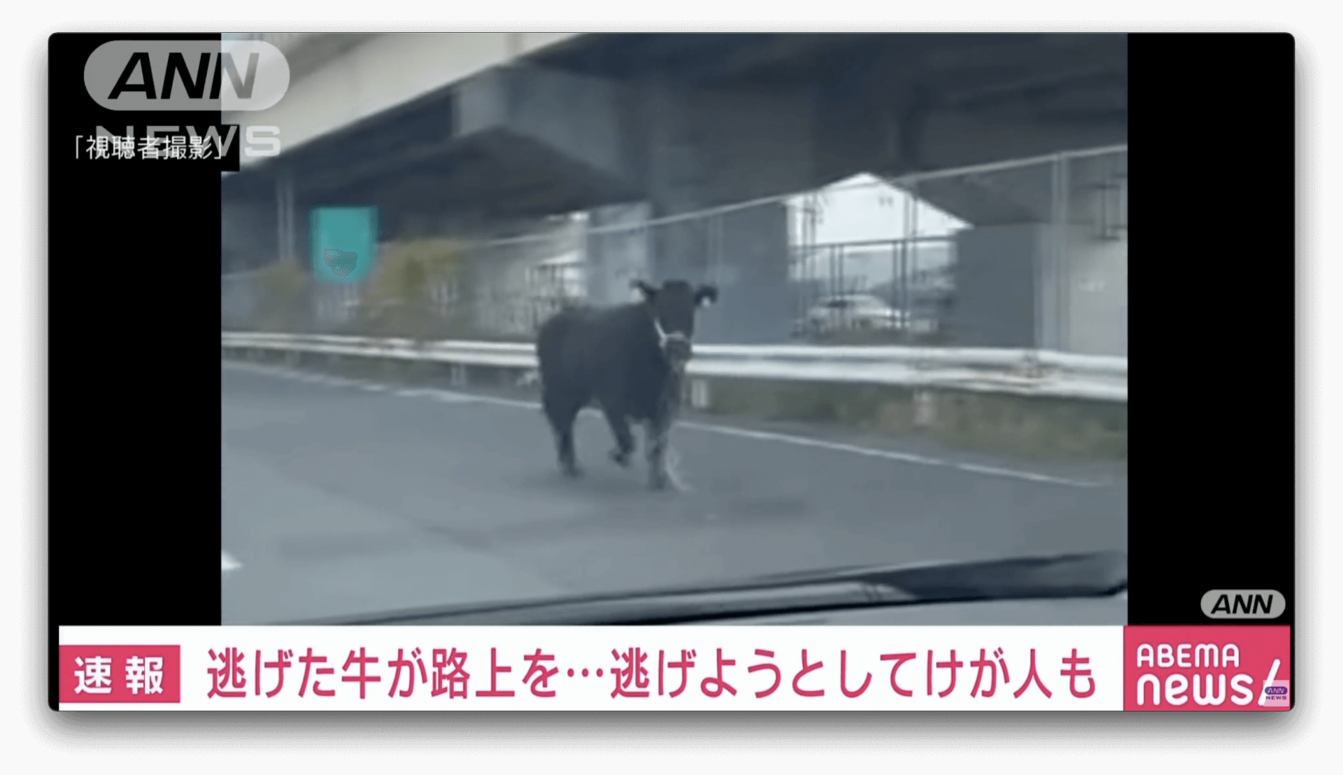 Boi escapa durante transferência de caminhão e fere 4 pessoas no Japão