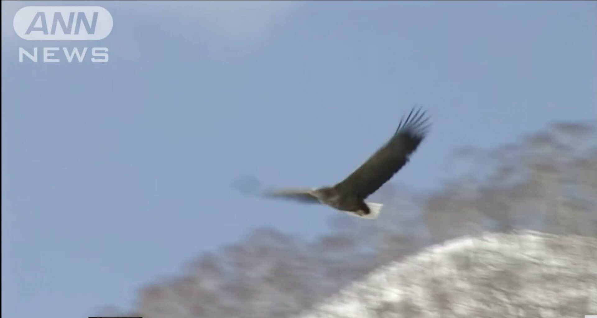 Águia japonesa, ameaçada de extinção, está portando vírus da gripe aviária