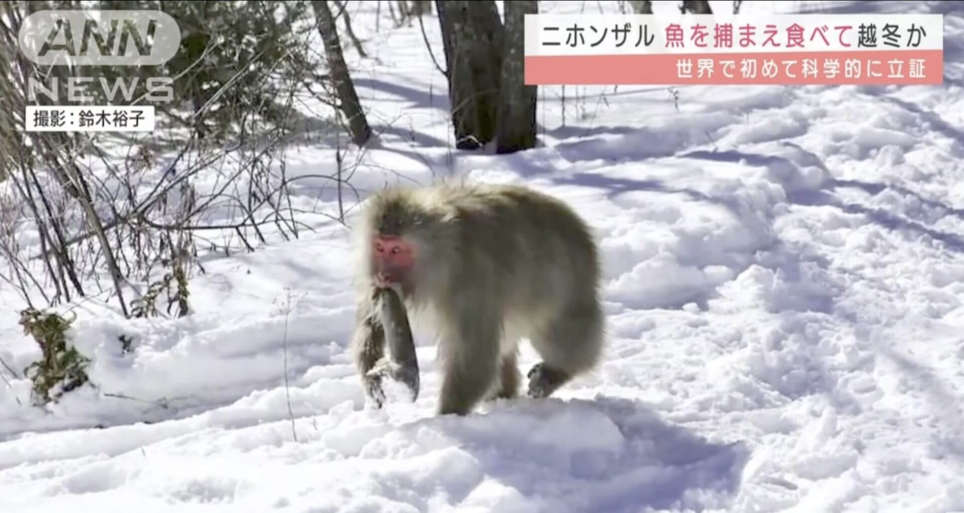 Cientista japoneses comprovaram que os macacos do país estão pescando