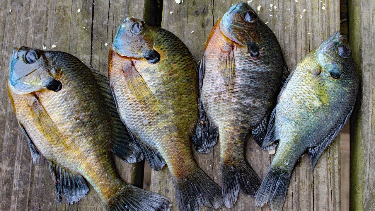 Peixe tem genoma editado por cientistas para ser eliminado do Japão