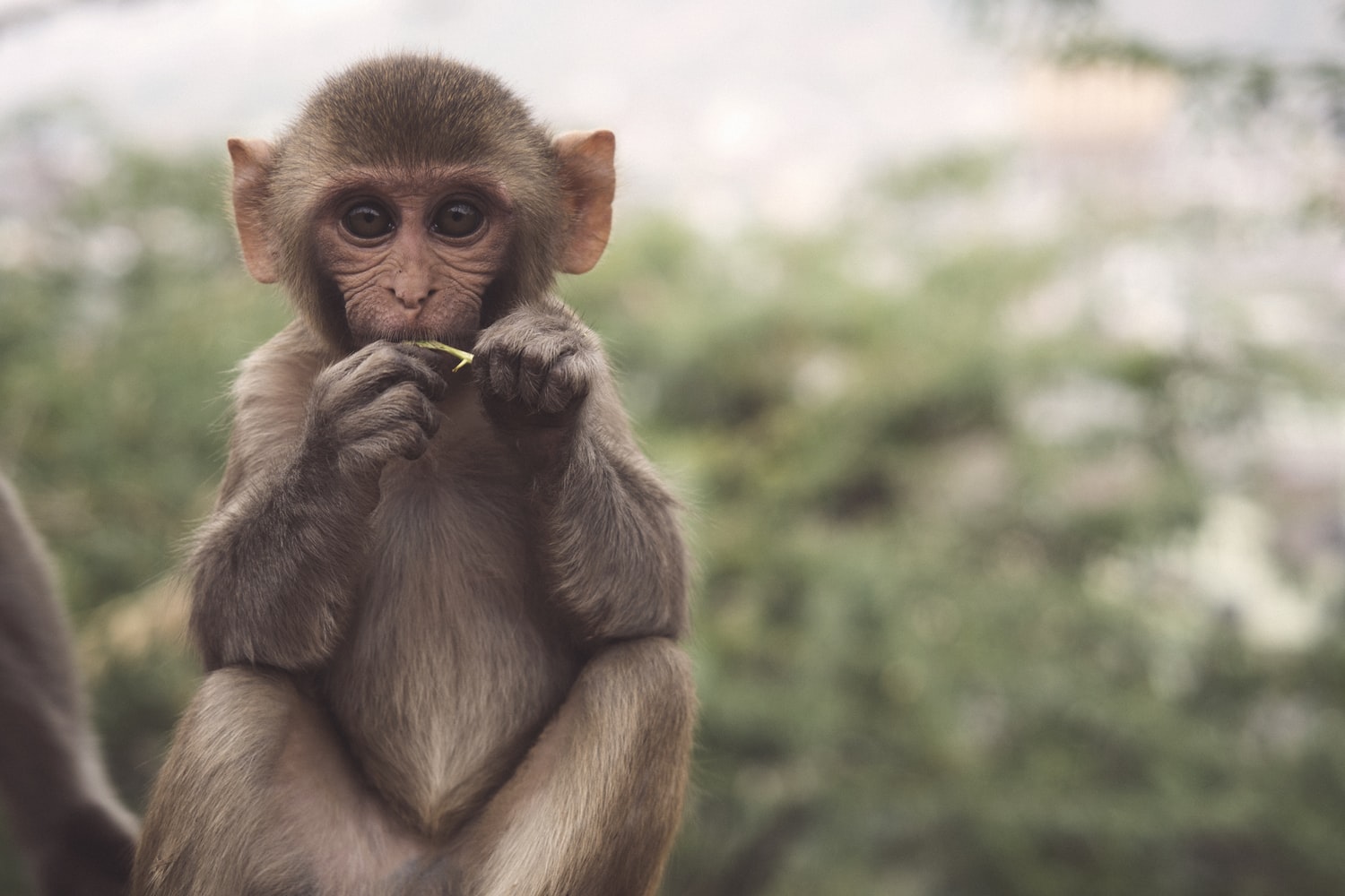 Macaco infecta cientista com vírus mortal em laboratório no Japão