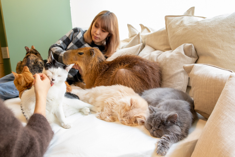 Primeiro Neko Cafe do Japão com capivara abre em Tóquio