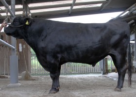 Japão procura proteger propriedade intelectual em bovinos wagyu