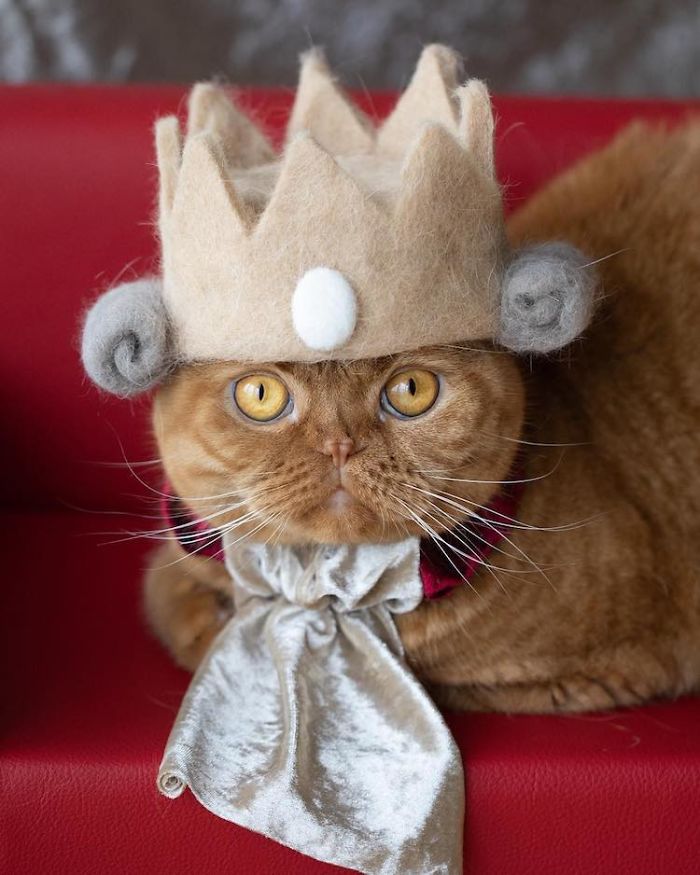 Artista japonês cria chapéus para gatos feitos com seus próprios pelos