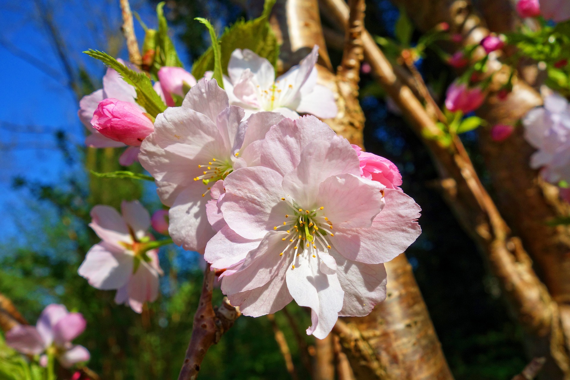 Flor de Cerejeira: Tradição e Significados