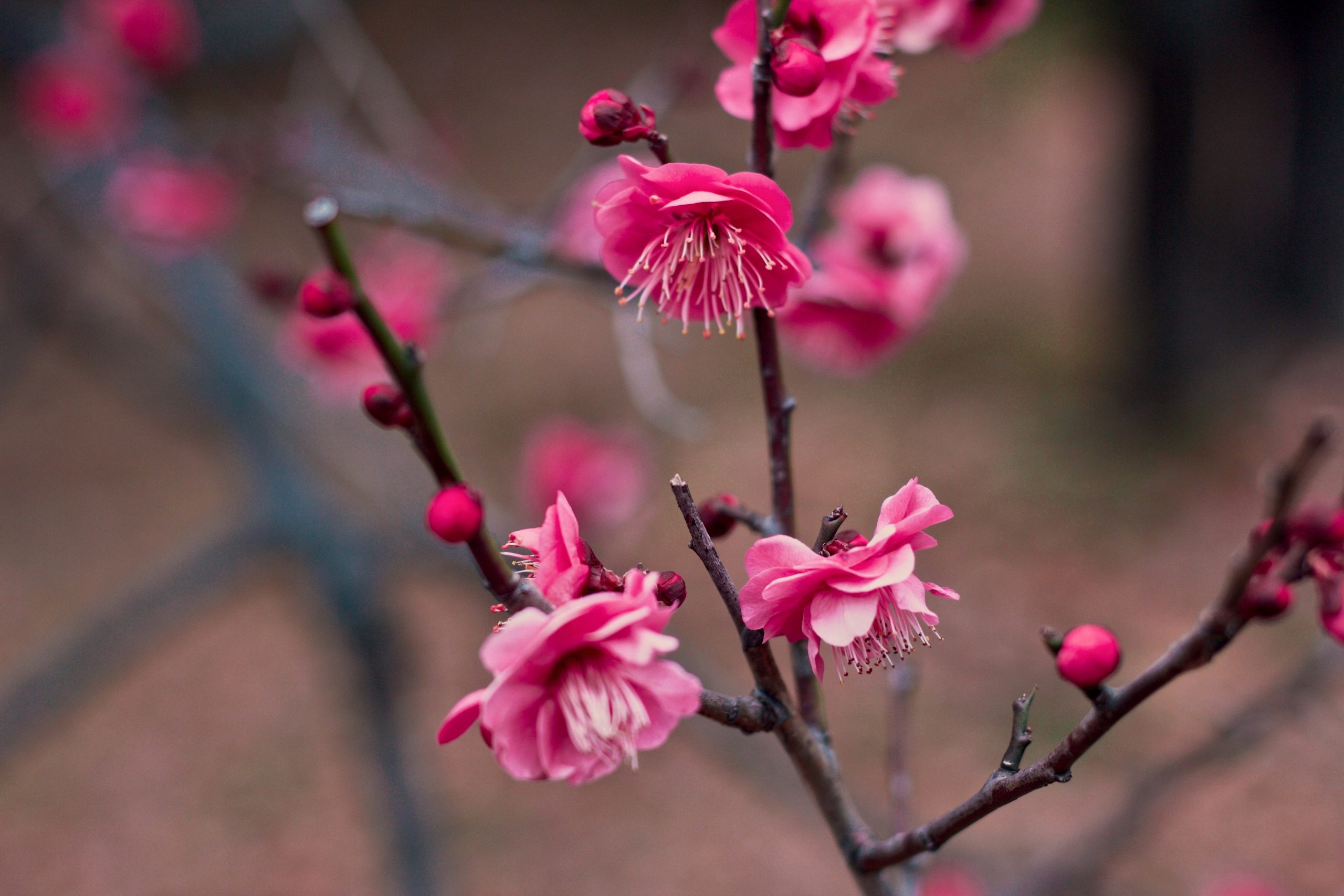 Flor de Ume anuncia a primavera no Japão