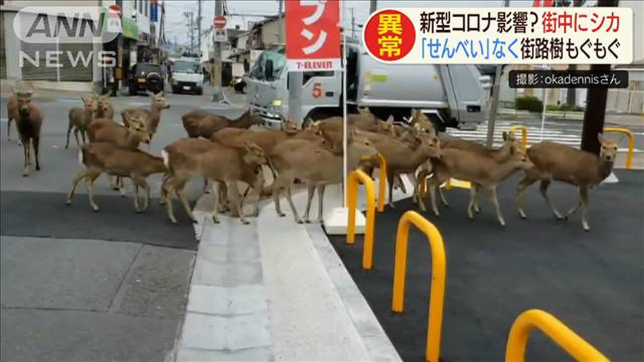 Número de turistas cai e os cervos de Nara deixam o parque procurando comida