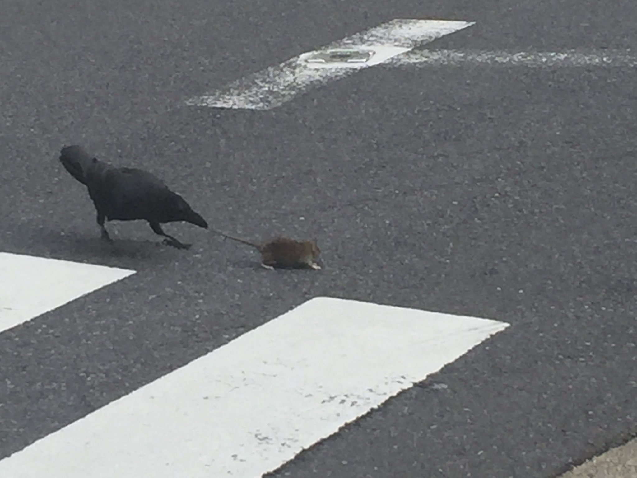 Com menos pessoas, os ratos aparecem nas ruas de Shibuya