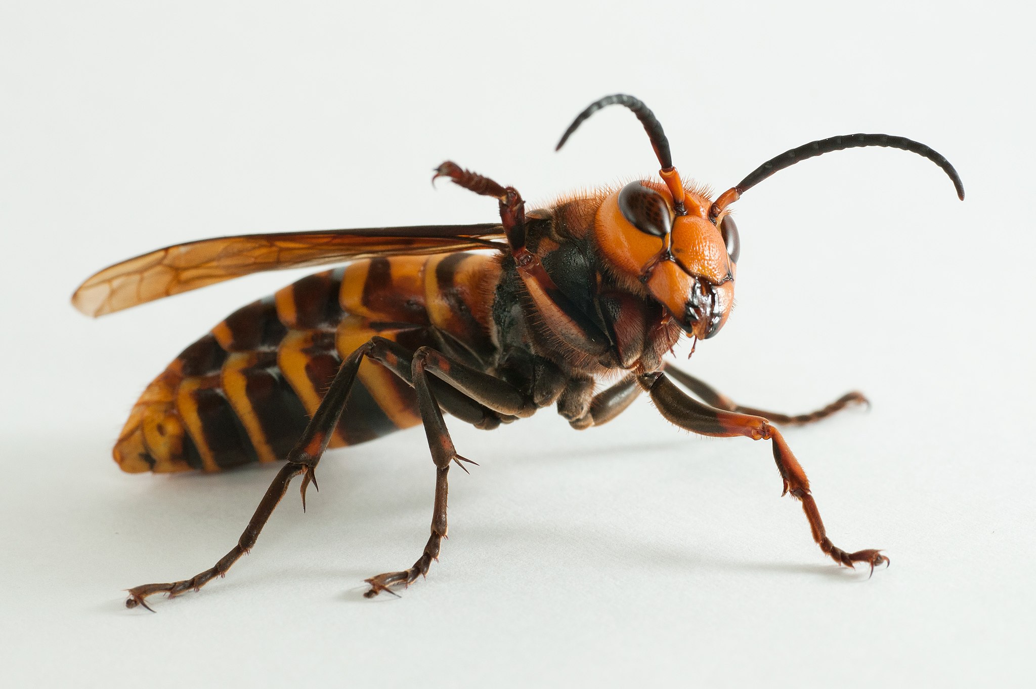 Aprenda a manter vespas asiáticas longe de sua casa em segundos e sem o uso produtos químicos