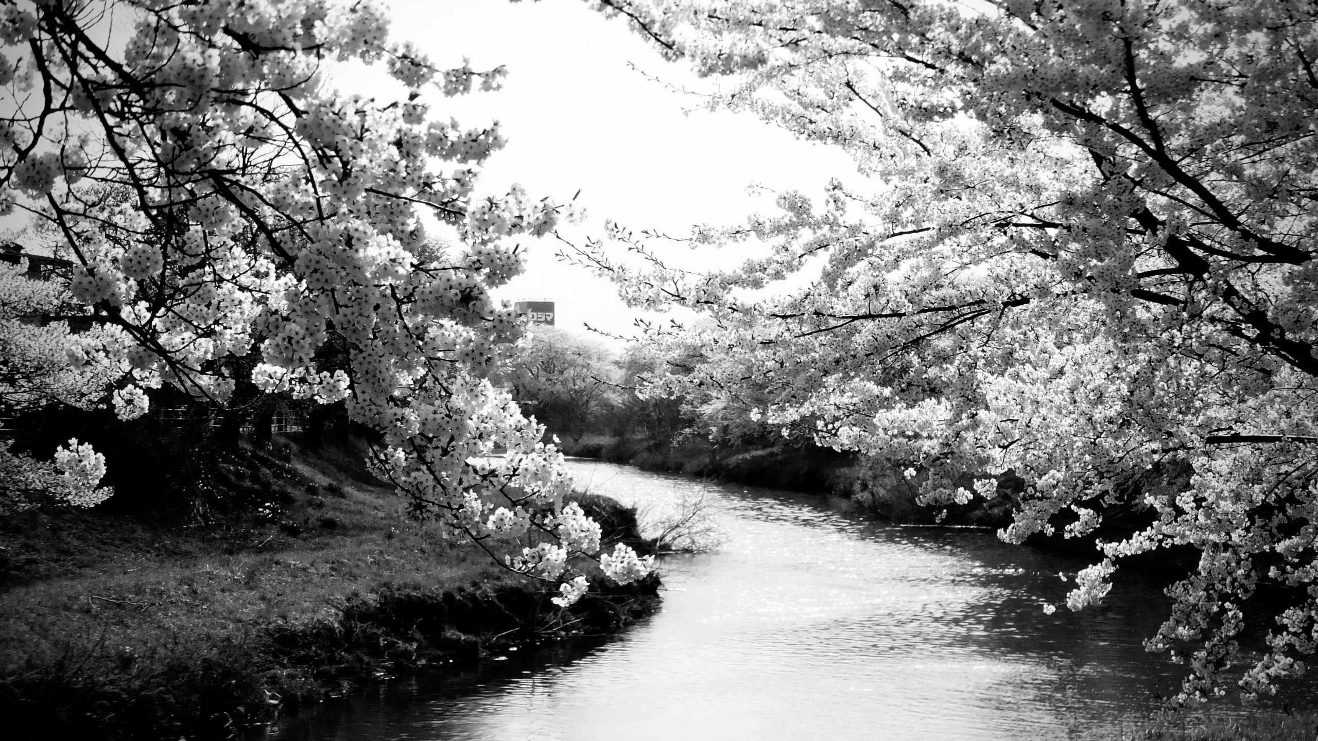 Uma primavera sem flores – 50 dias de Estado de Emergência em Tóquio
