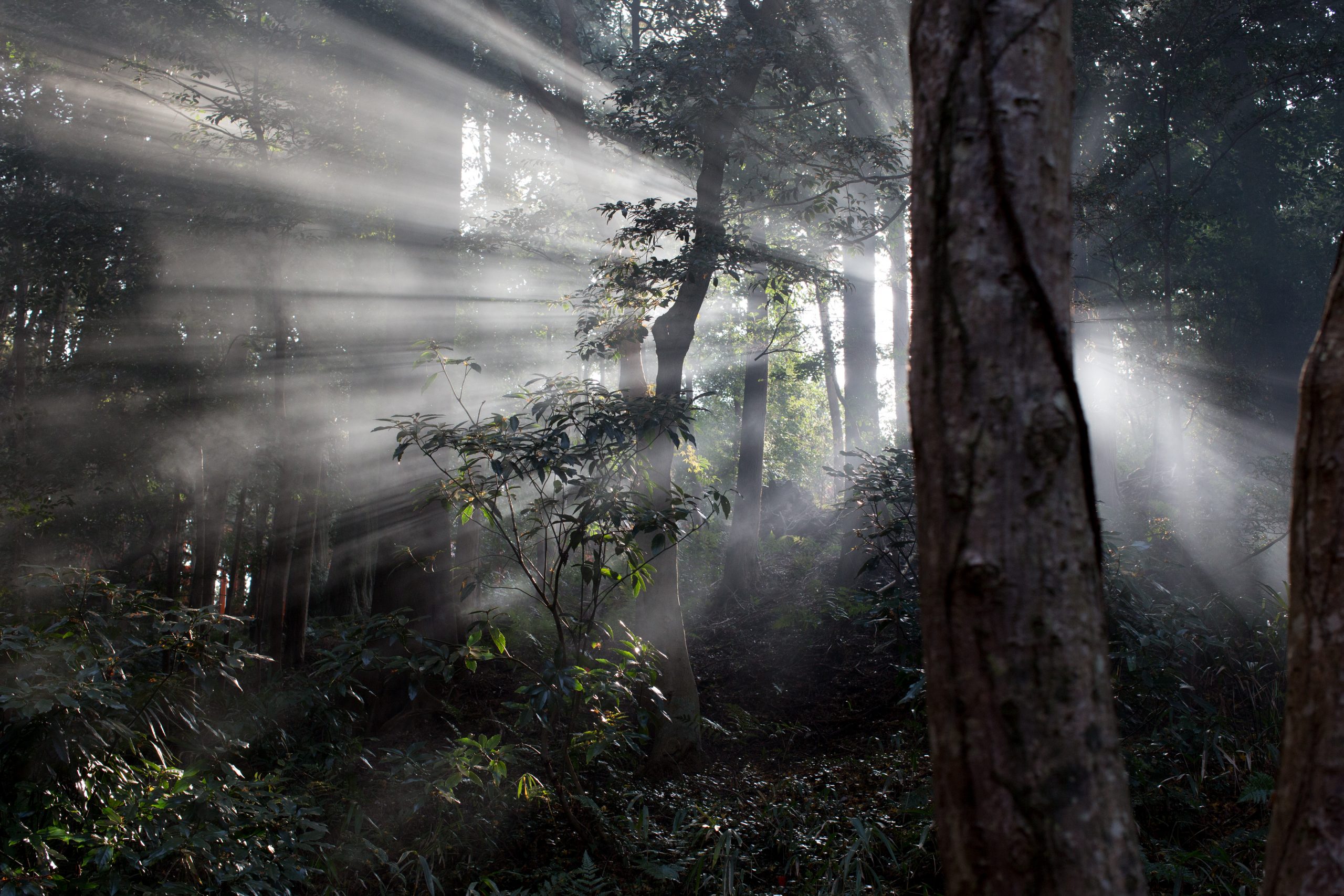 Como o Japão está usando árvores milenares para prever o futuro