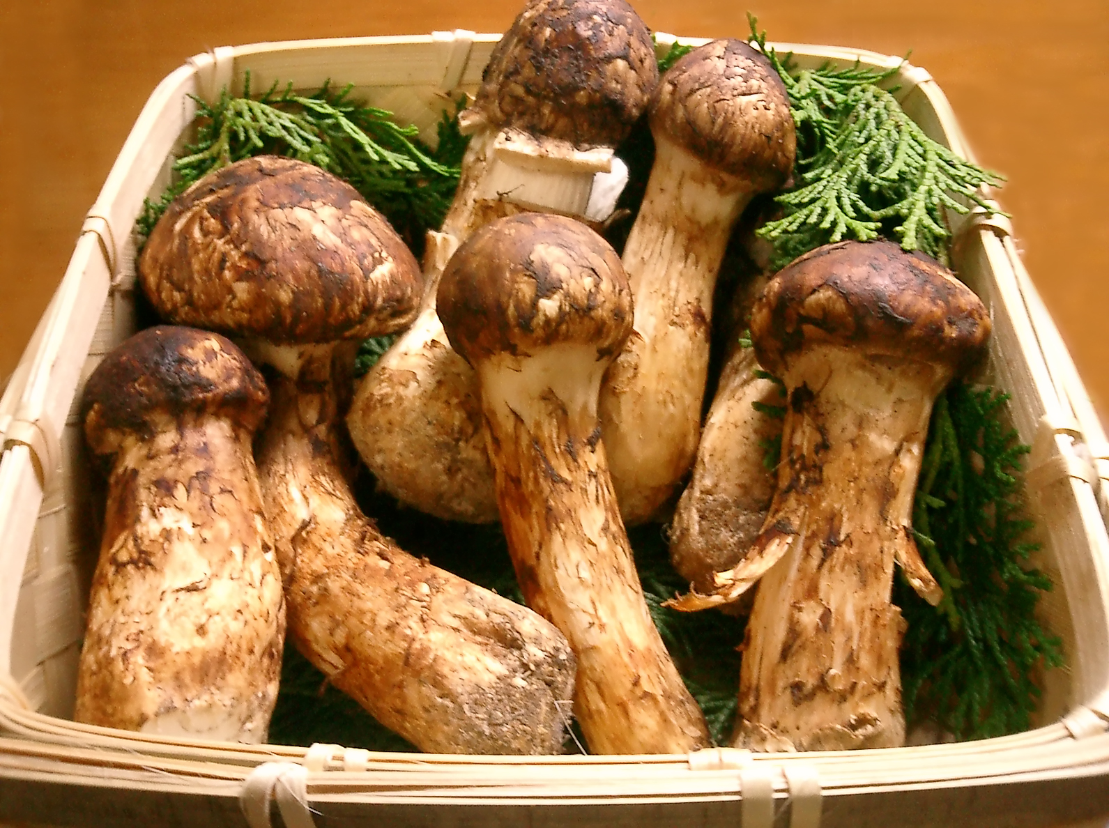 Cogumelos matsutake entram na lista de espécies em risco de extinção