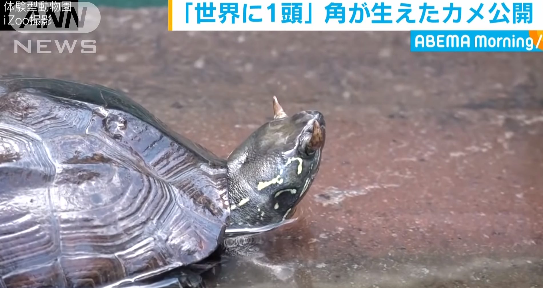 Tartaruga com “chifres” chama atenção em zoológico do Japão