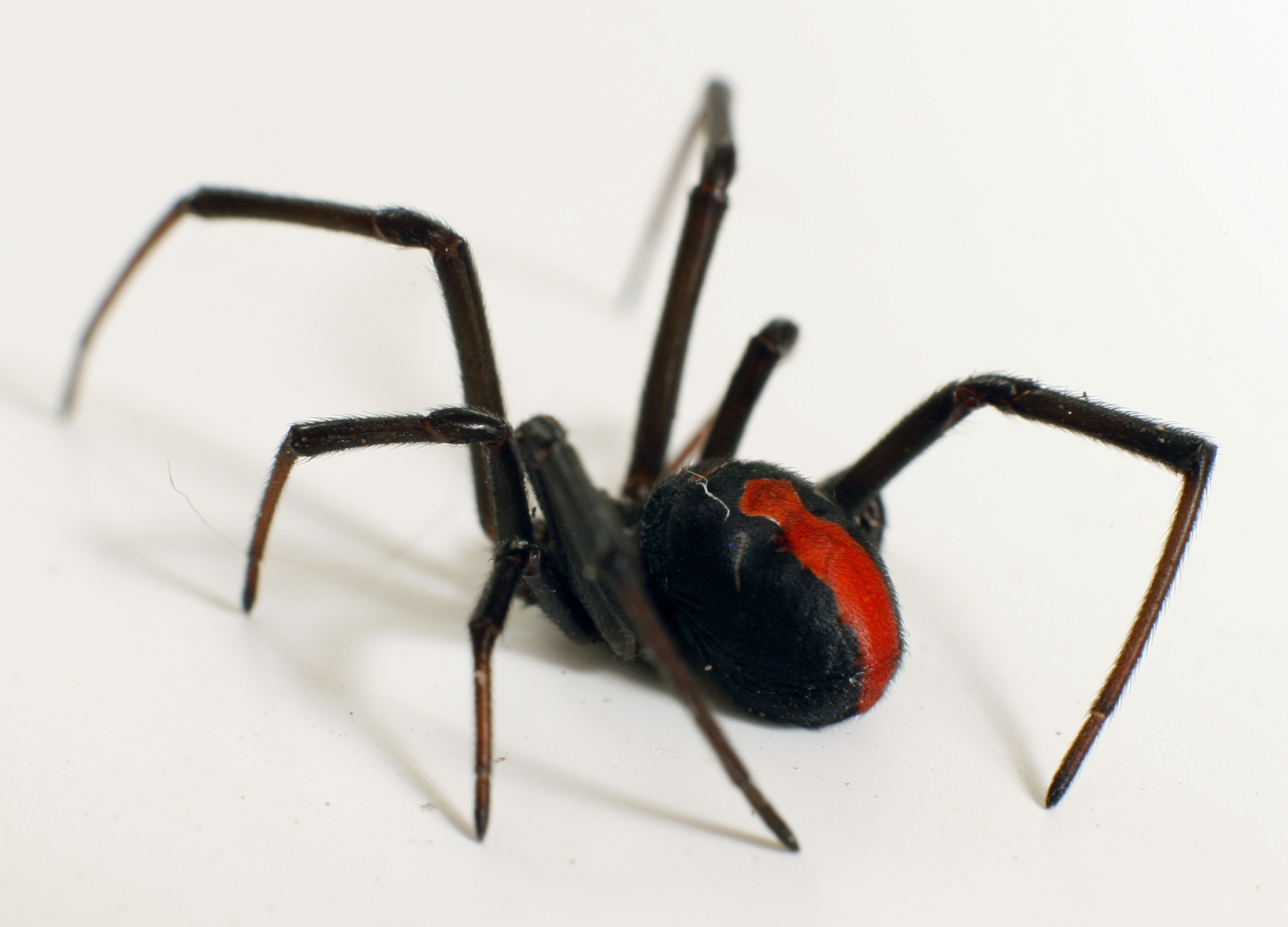 Mais de 100 aranhas redback venenosas são encontradas no Japão