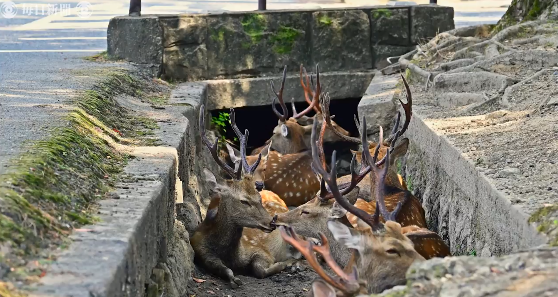 Os cervos de Nara se escondem em valas para fugir do calor recorde no oeste do Japão