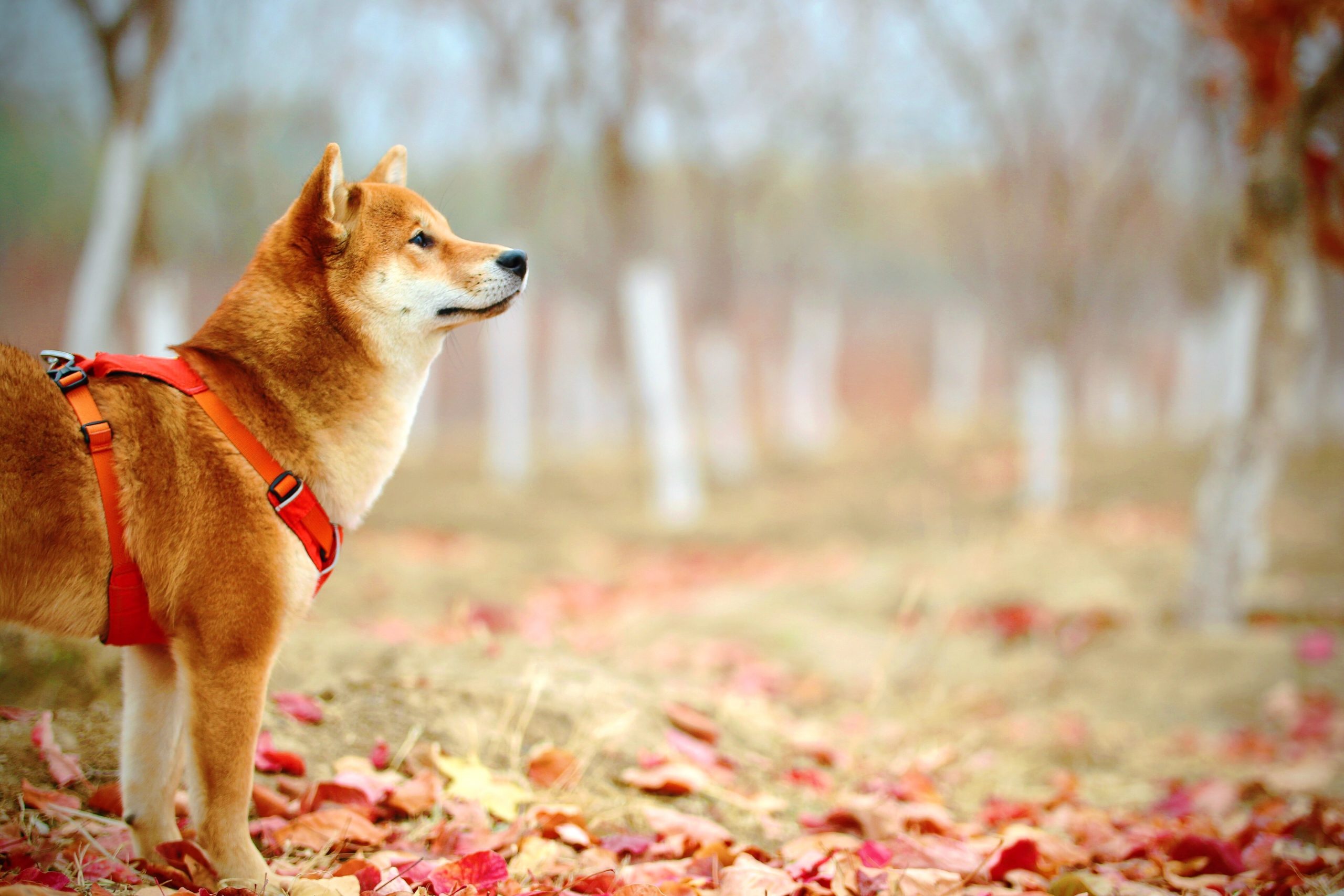 Dois cães testam positivo, marcando as primeiras infecções por animais no Japão