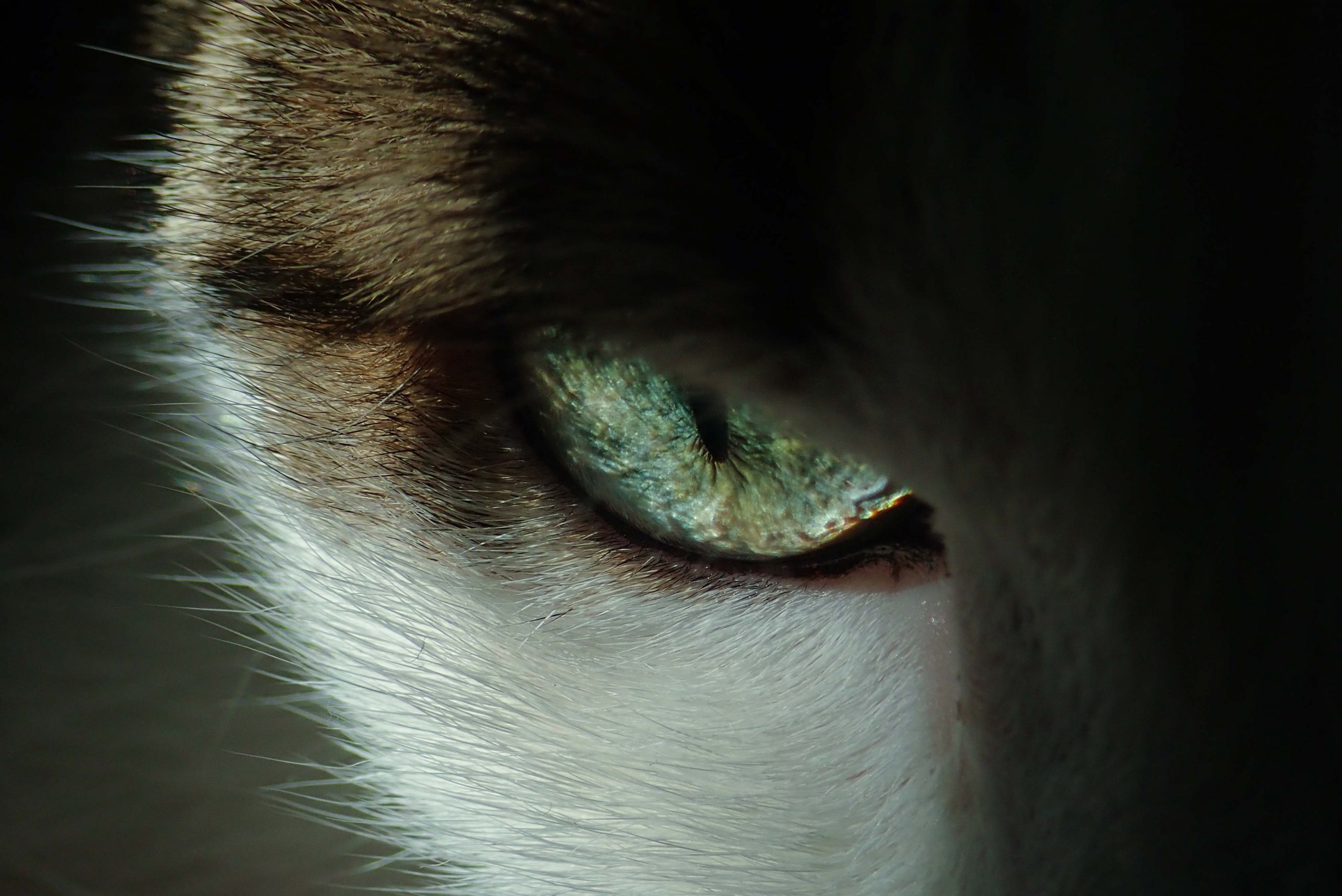 Sakutaro Hagiwara: o poeta dos gatos