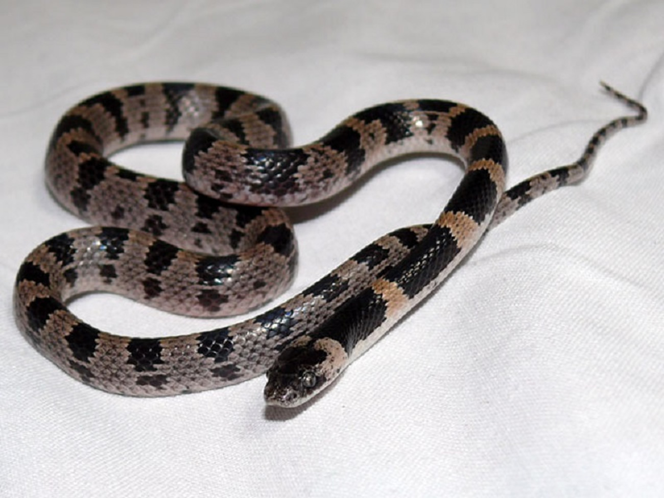 Cobra rara é encontrada escondida em uma casa