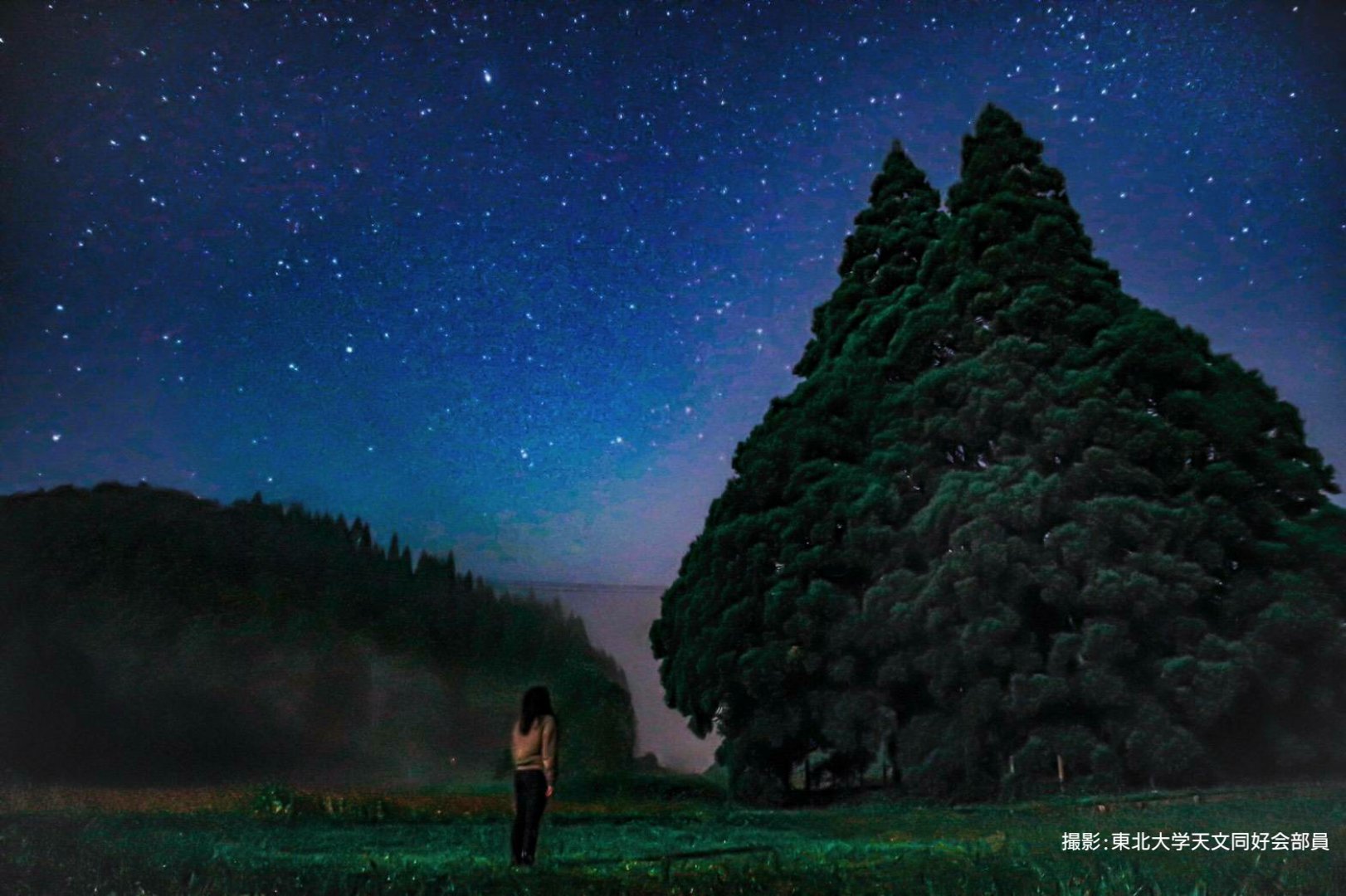 O Japão tem uma “Árvore Totoro”