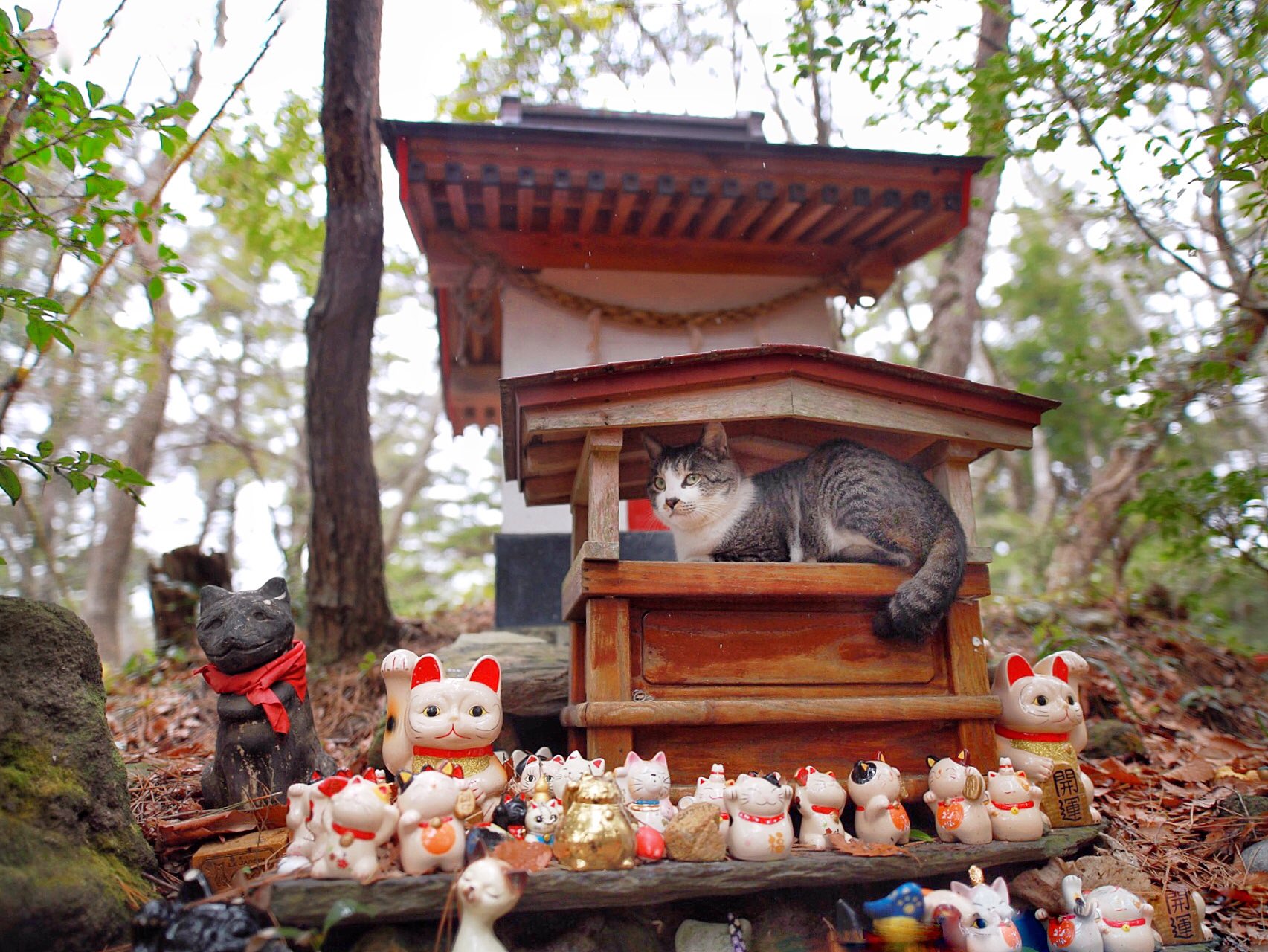 Gatos japoneses tem santuário perfeito para se proteger em Tóquio