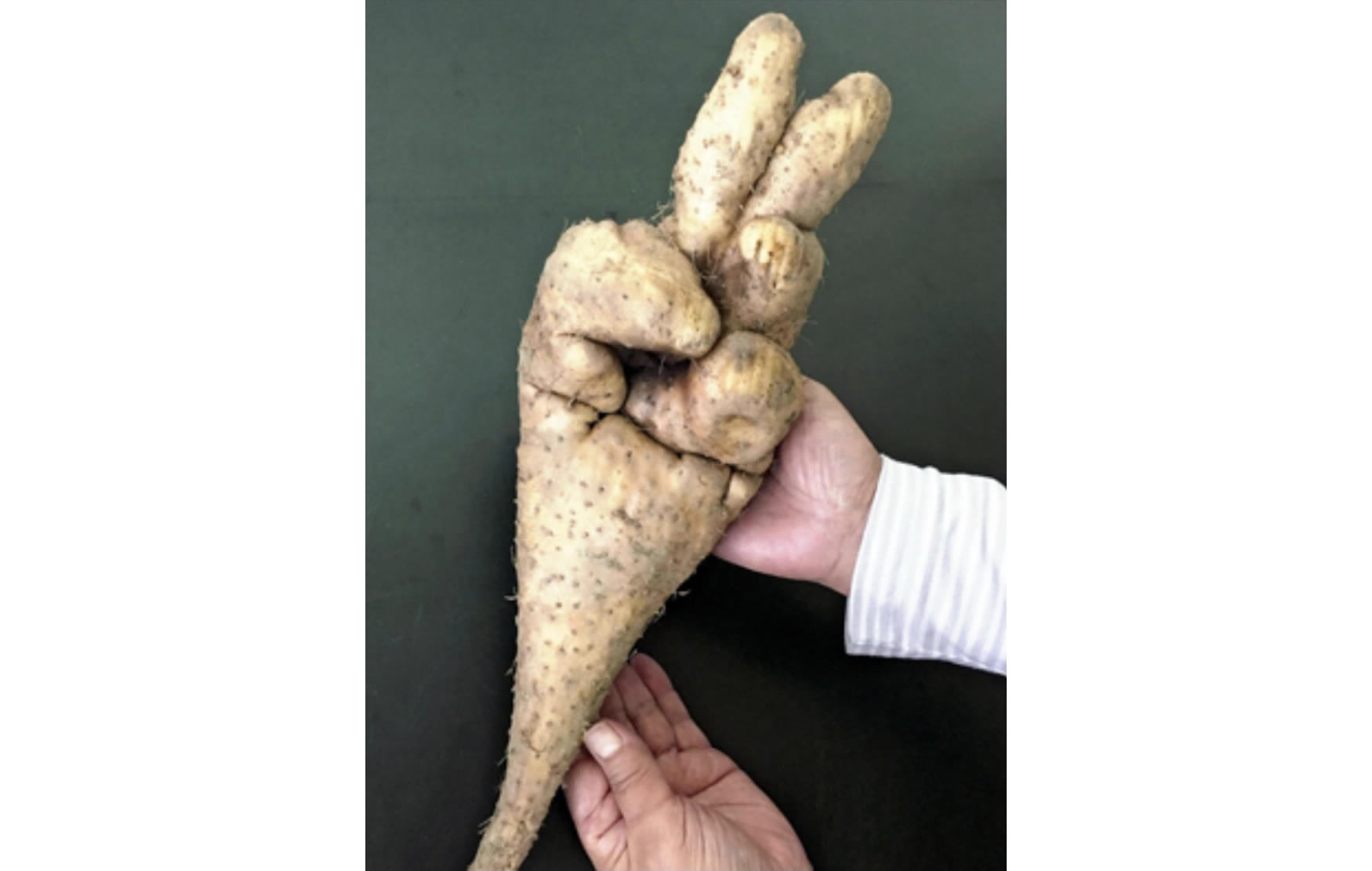 A batata em forma de sinal de paz é o bom presságio o qual todos precisamos agora