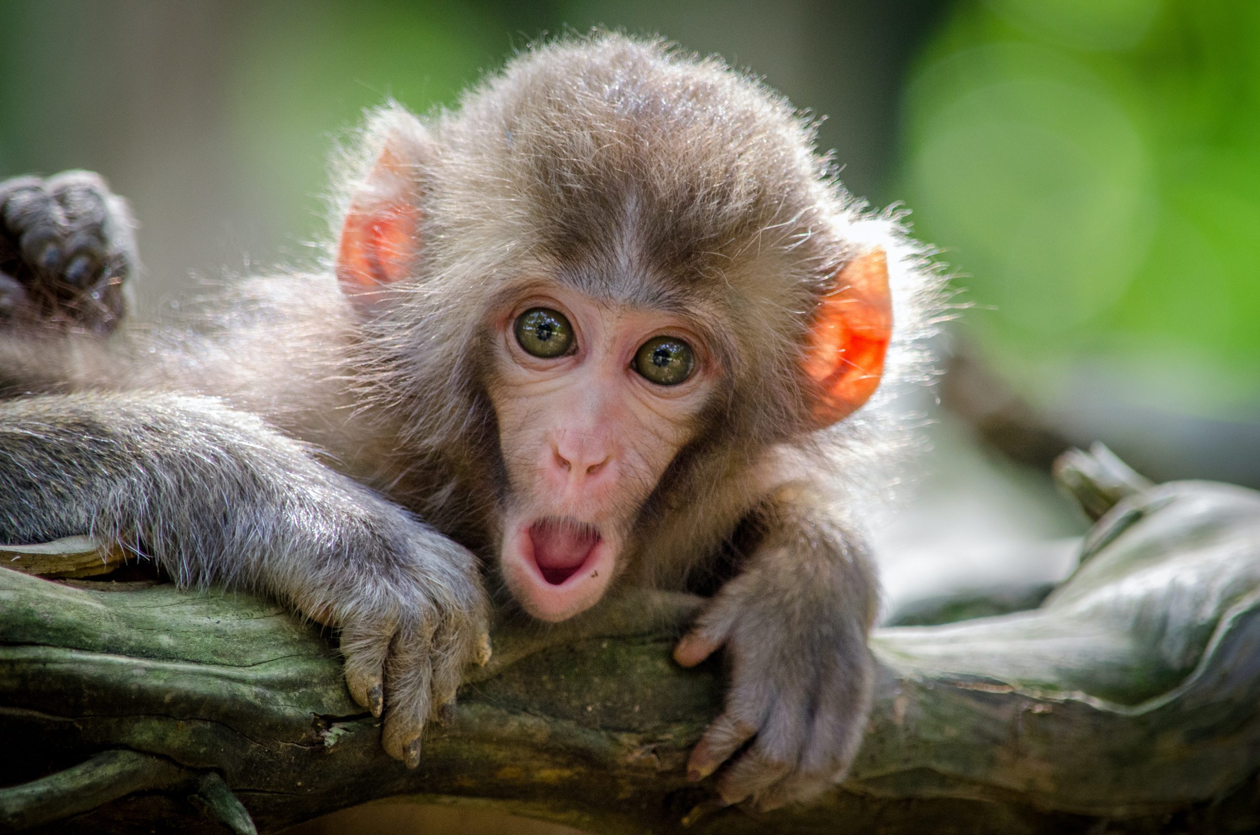 Homem é preso após andar em um supermercado com uma máscara de macaco