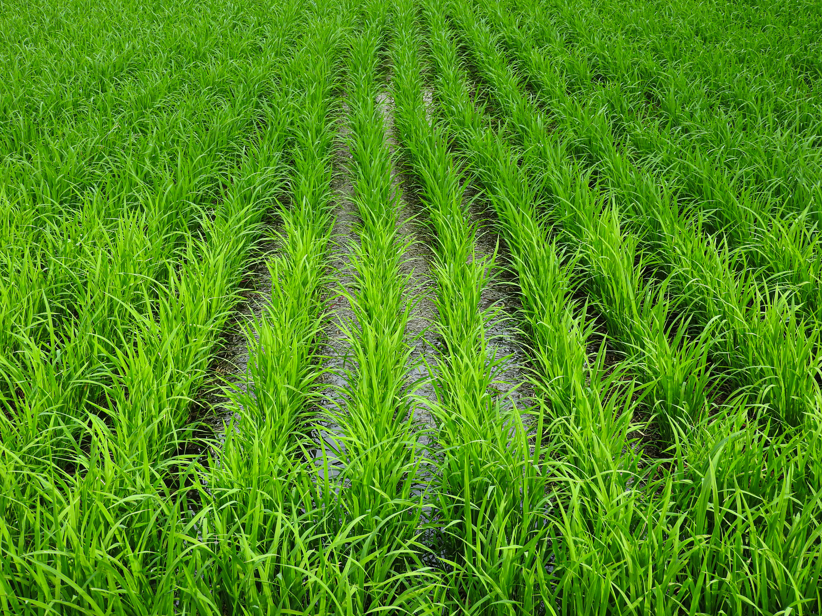 Universidade de Nagoya desenvolve arroz que gera açúcar