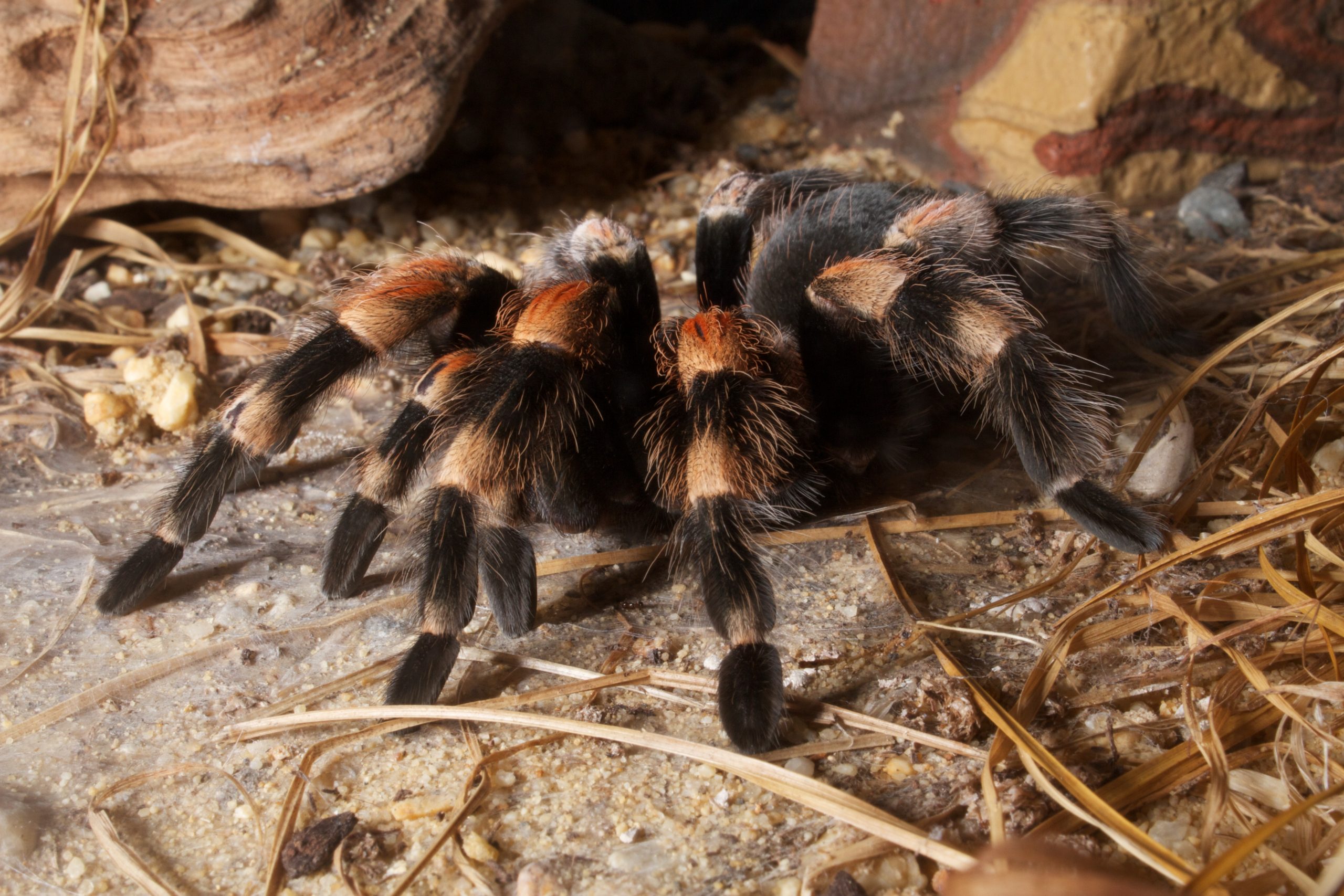 Tarântula descoberta pelas ruas da cidade de Hitachi