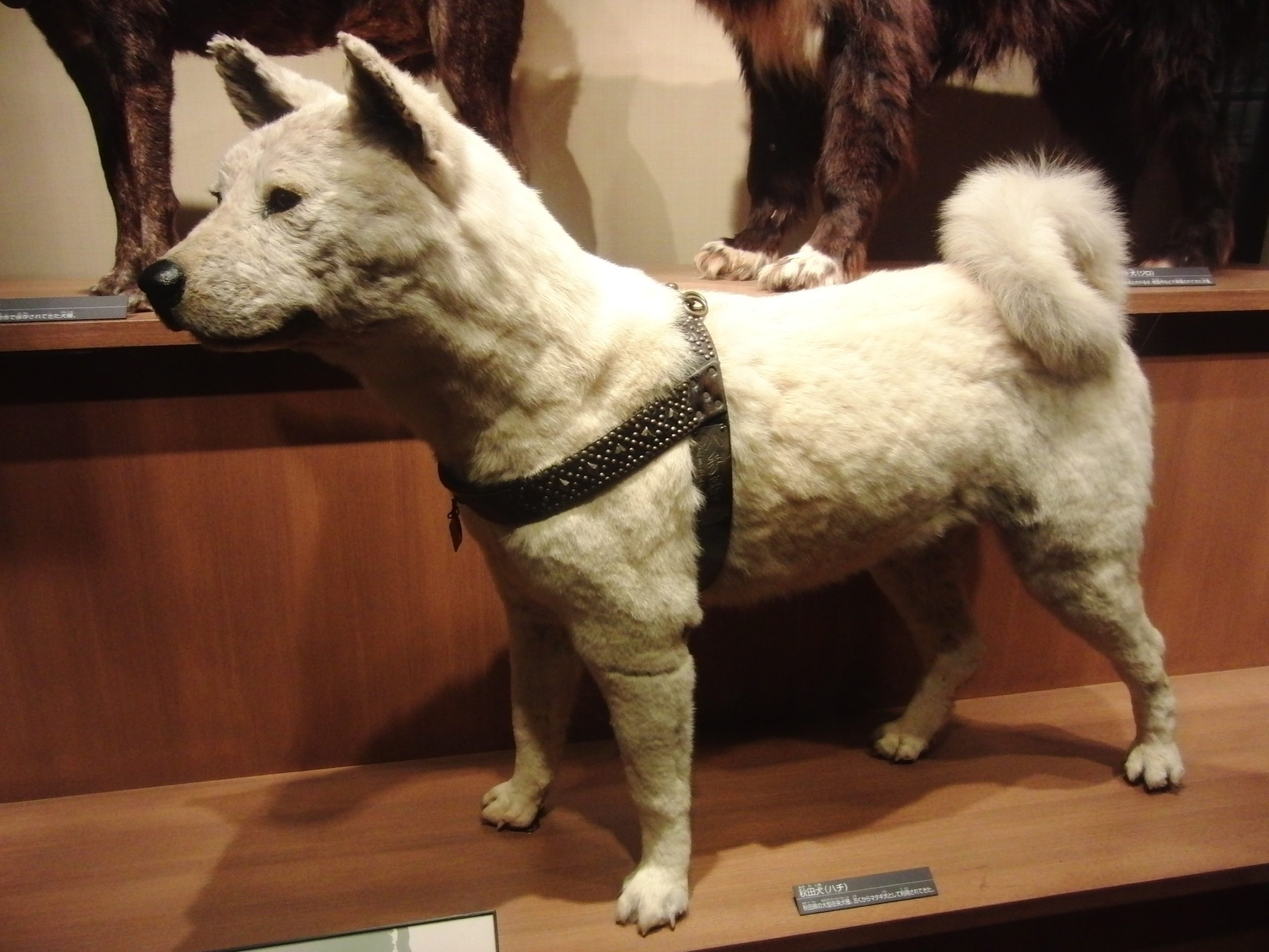 Hachiko, o cão favorito do Japão, pode não ter sido tão leal ao seu dono