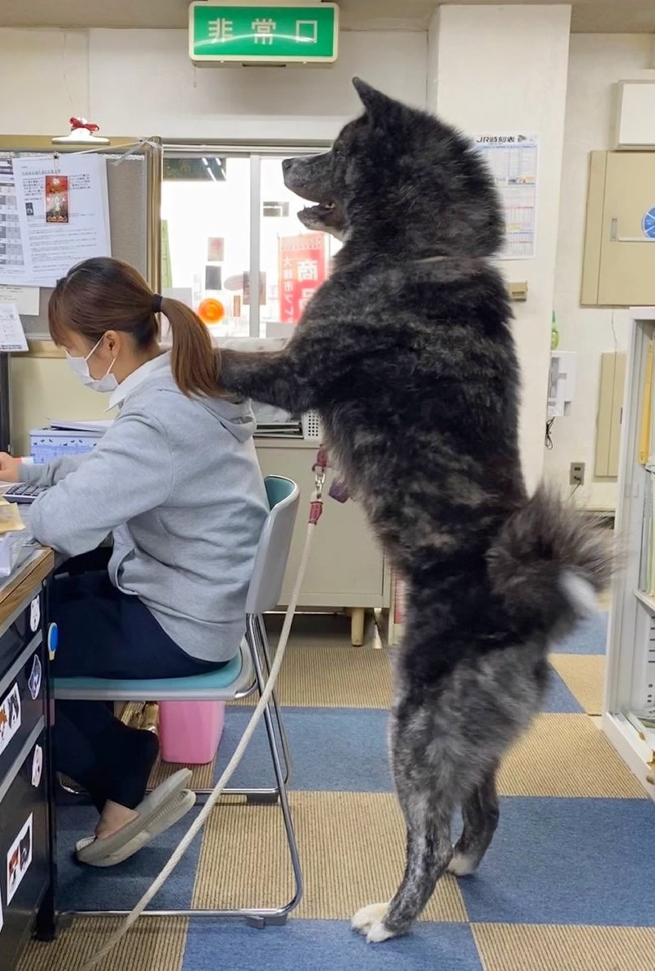 Gigante Akita é na verdade uma recepcionista adorável do Japão