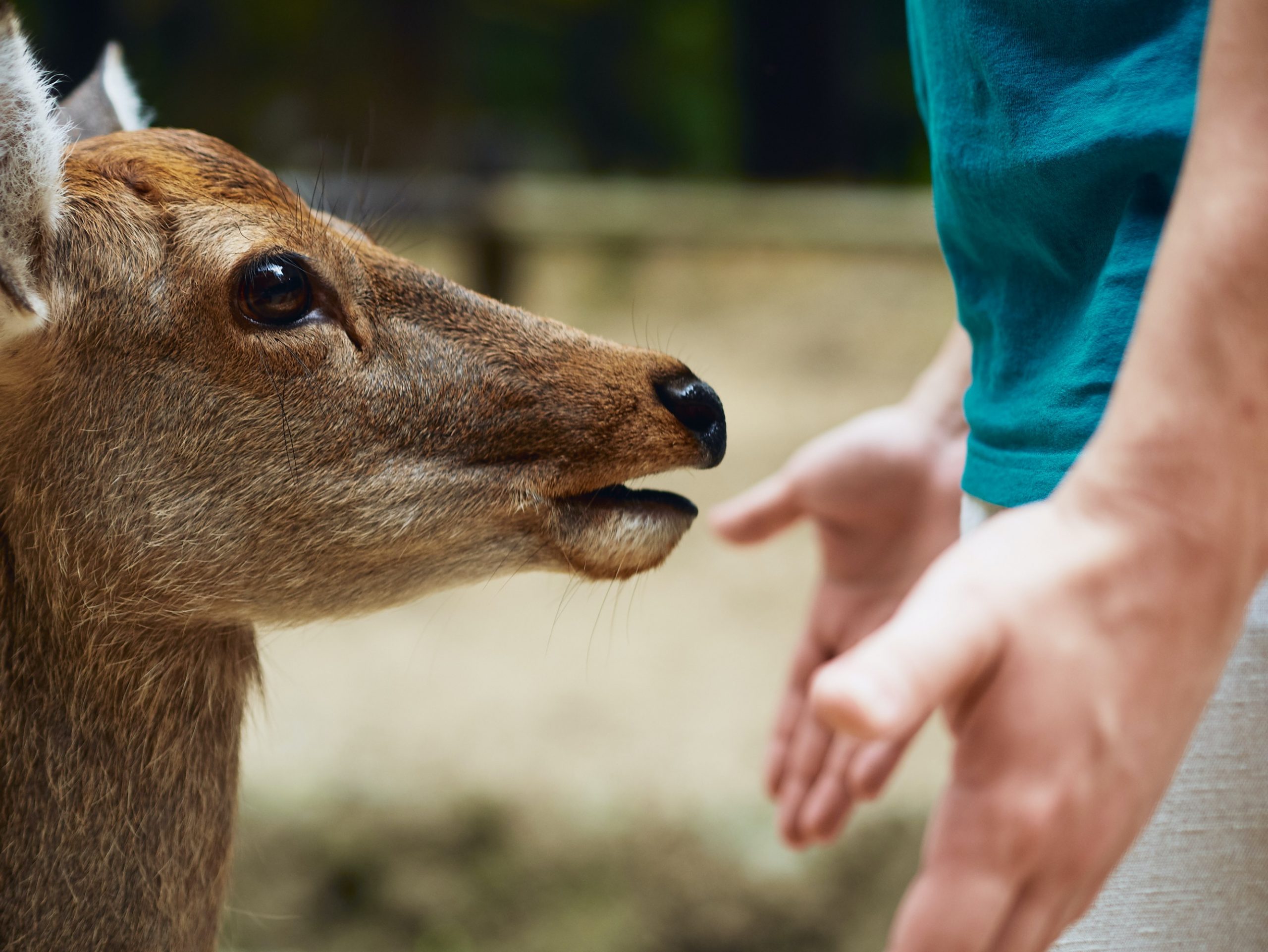 Nara pede aos visitantes que parem de alimentar os cervos