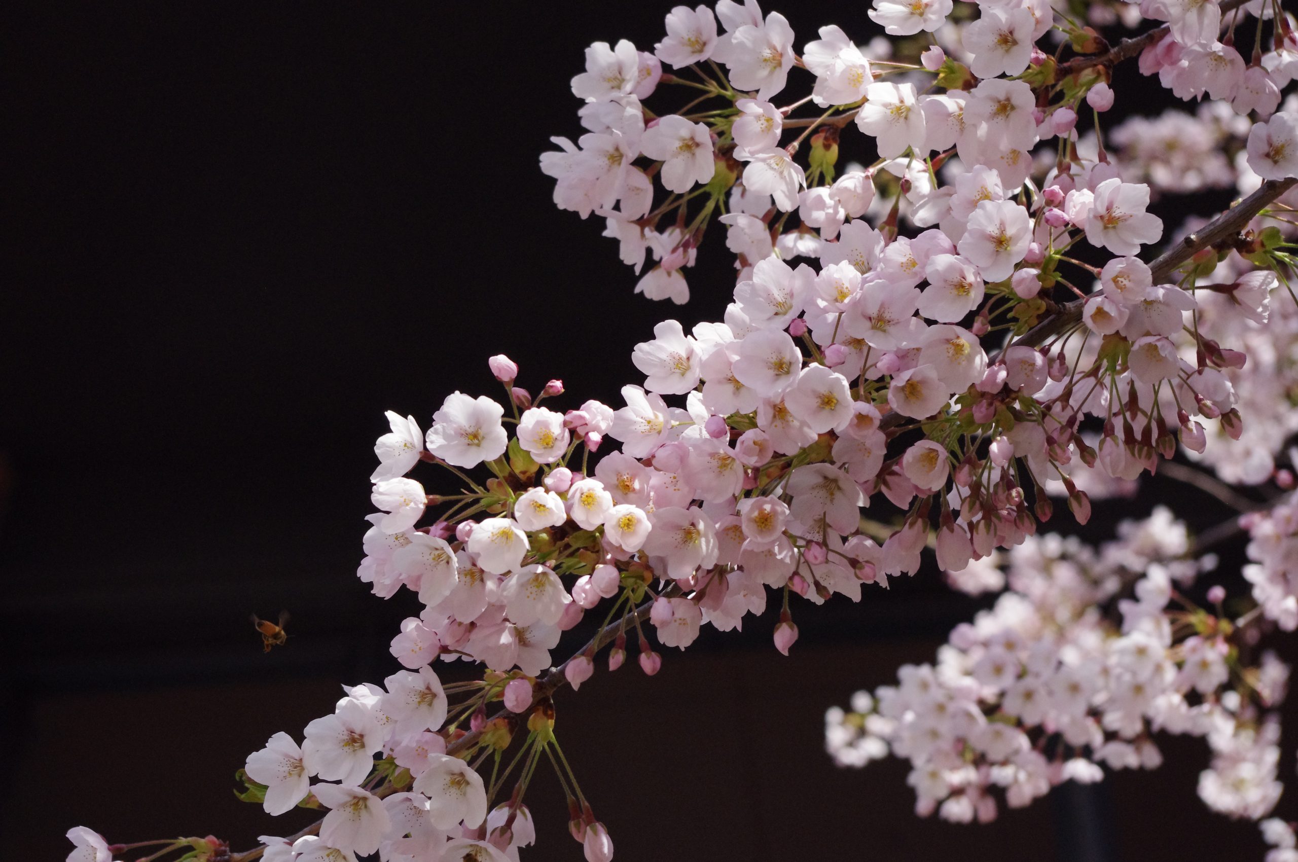 sakura, flower, spring