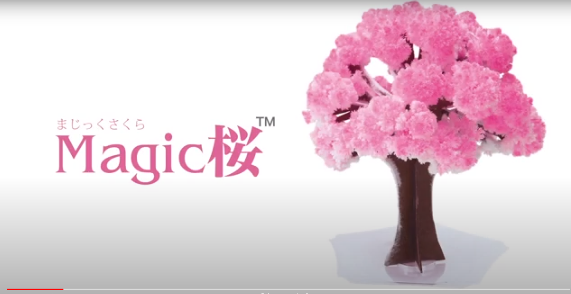 Sakura Magic recria toda a temporada de flores de cerejeira na sua mesa
