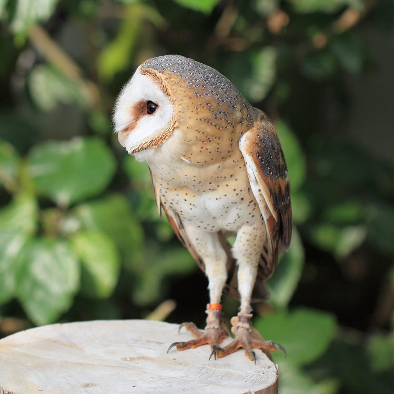 Coruja “macho” bota ovo em zoológico no Japão