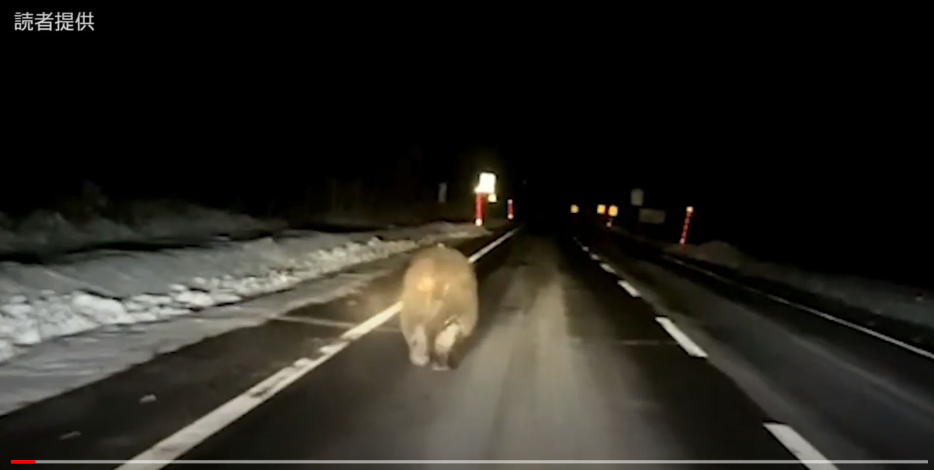 Vídeo mostra urso correndo ao longo de uma estrada no Japão