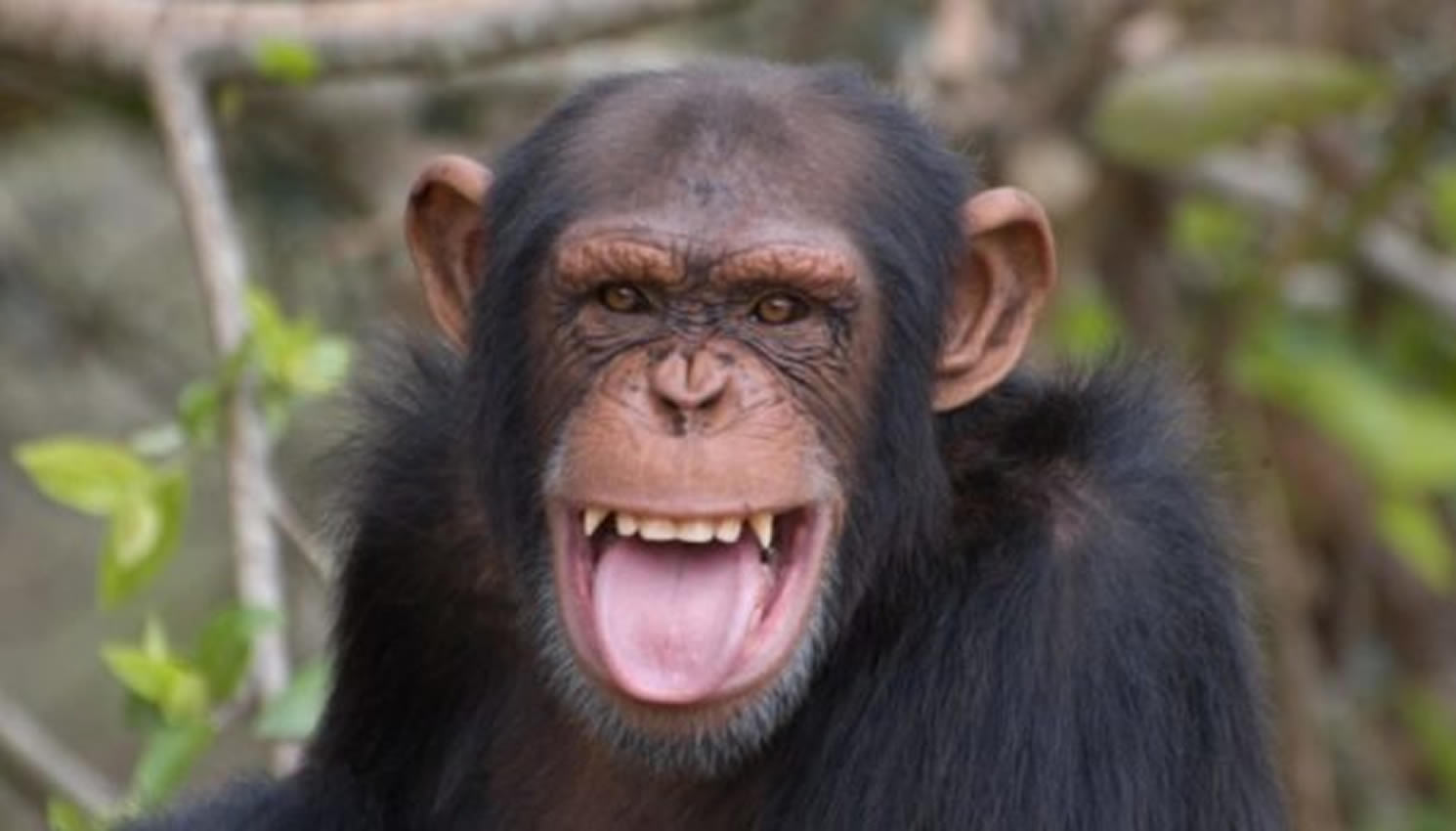 Açúcar e o Japão: o macaco também cai da árvore